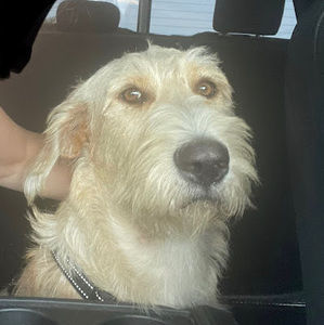 Meet your Posher, Bradley